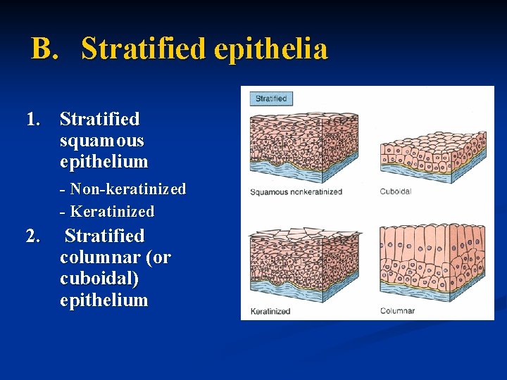 B. Stratified epithelia 1. Stratified squamous epithelium - Non-keratinized - Keratinized 2. Stratified columnar