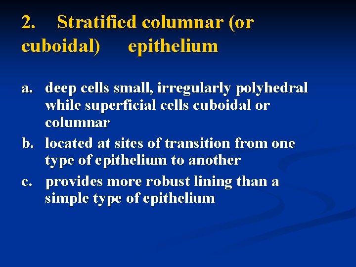 2. Stratified columnar (or cuboidal) epithelium a. deep cells small, irregularly polyhedral while superficial