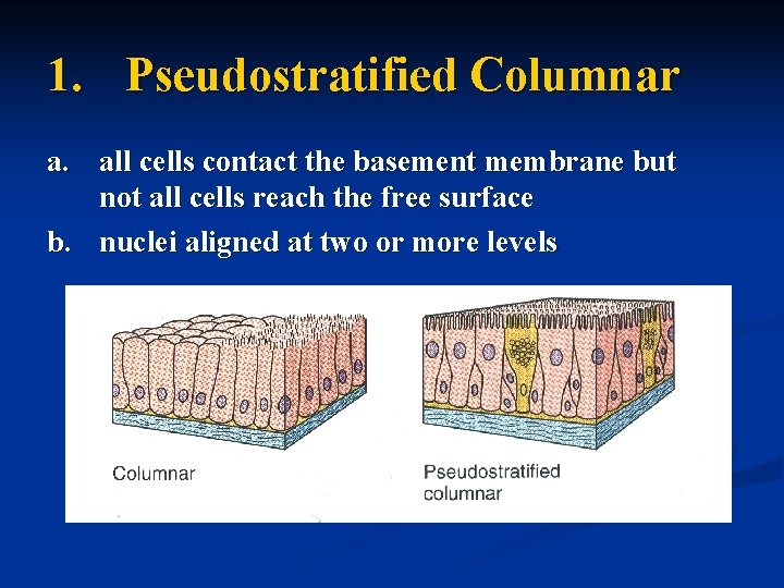 1. Pseudostratified Columnar a. all cells contact the basement membrane but not all cells