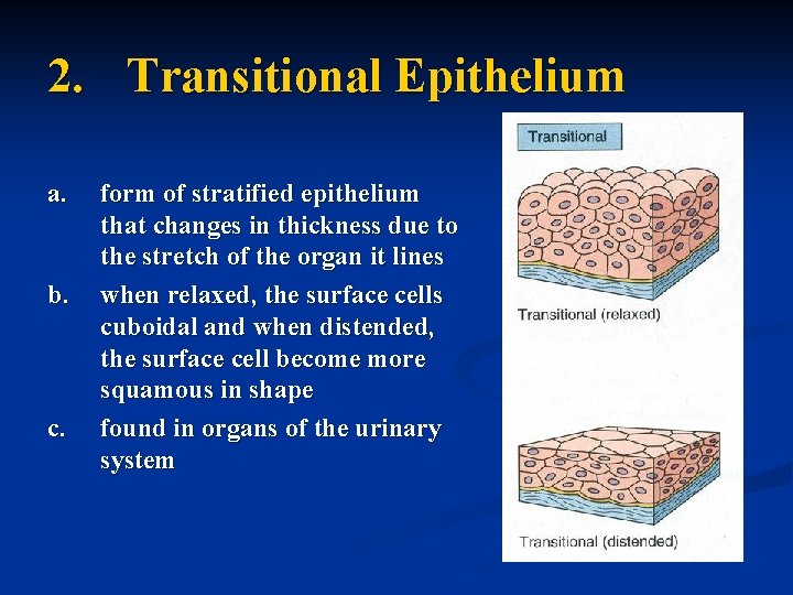 2. Transitional Epithelium a. b. c. form of stratified epithelium that changes in thickness