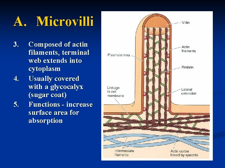 A. Microvilli 3. 4. 5. Composed of actin filaments, terminal web extends into cytoplasm