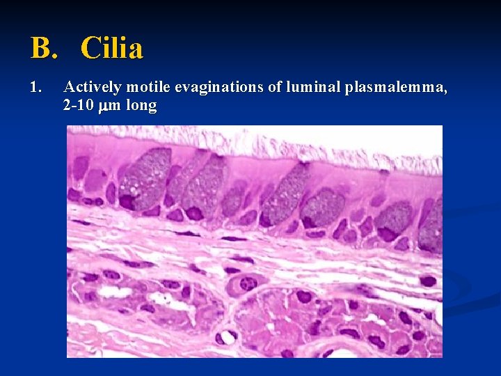 B. Cilia 1. Actively motile evaginations of luminal plasmalemma, 2 -10 mm long 