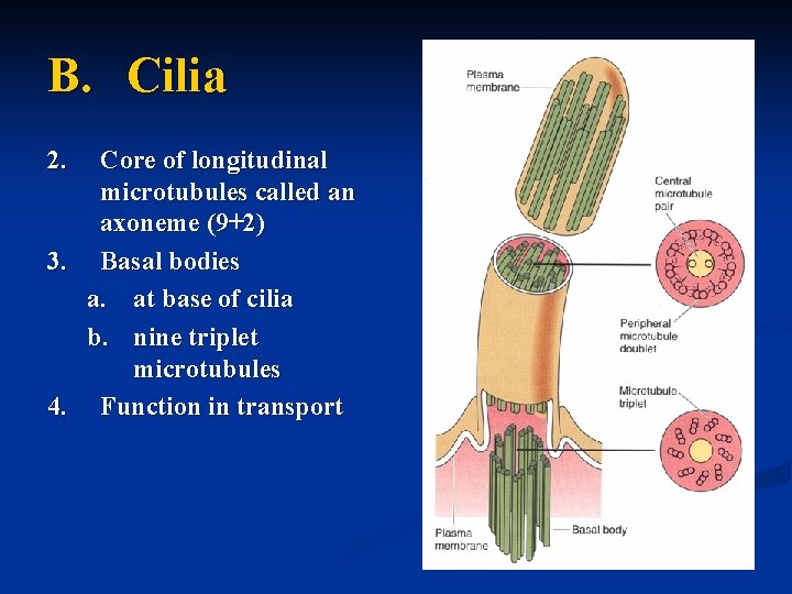 B. Cilia 2. Core of longitudinal microtubules called an axoneme (9+2) 3. Basal bodies