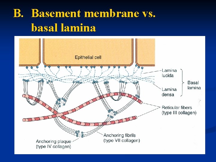 B. Basement membrane vs. basal lamina 