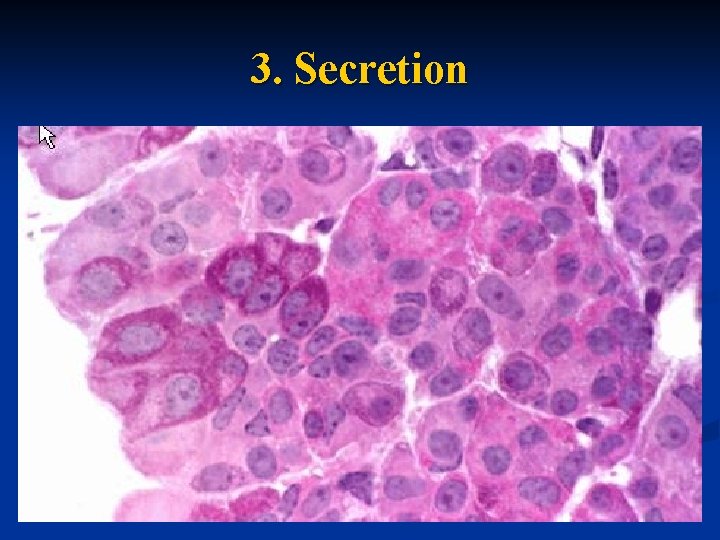 3. Secretion 