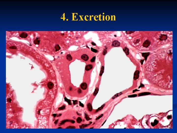 4. Excretion 