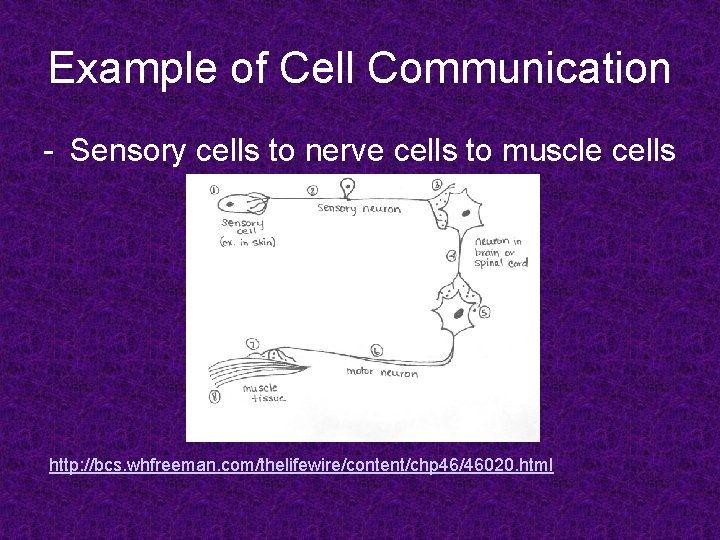 Example of Cell Communication - Sensory cells to nerve cells to muscle cells http: