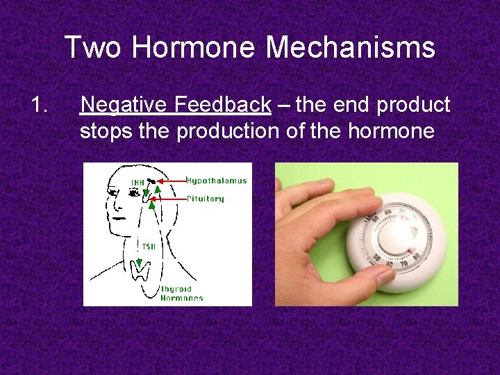 Two Hormone Mechanisms 1. Negative Feedback – the end product stops the production of