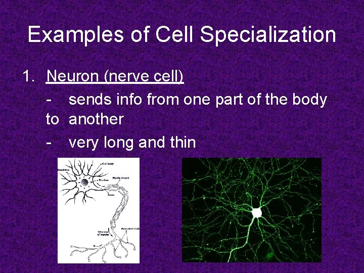 Examples of Cell Specialization 1. Neuron (nerve cell) - sends info from one part