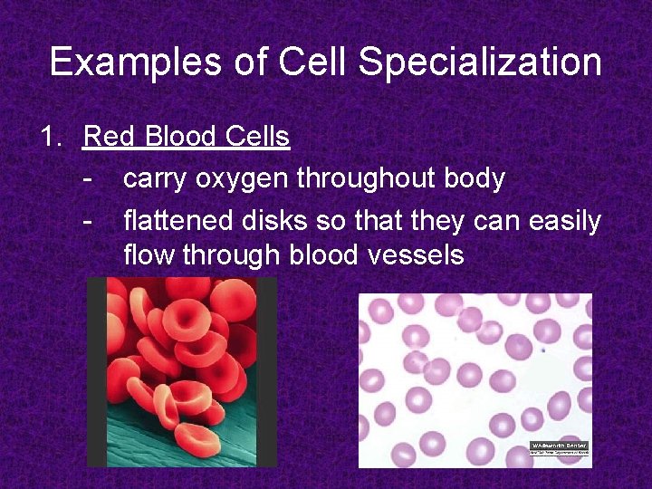 Examples of Cell Specialization 1. Red Blood Cells - carry oxygen throughout body -