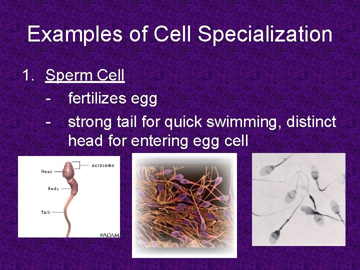 Examples of Cell Specialization 1. Sperm Cell - fertilizes egg - strong tail for