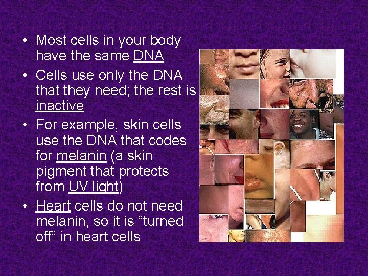  • Most cells in your body have the same DNA • Cells use