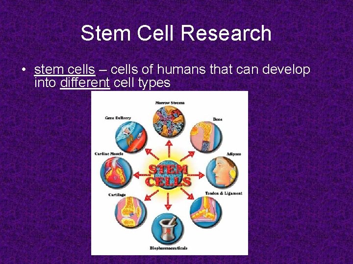 Stem Cell Research • stem cells – cells of humans that can develop into