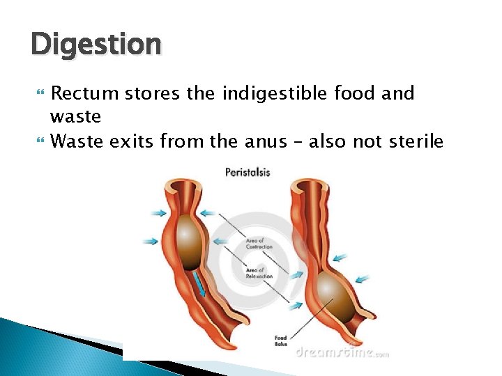 Digestion Rectum stores the indigestible food and waste Waste exits from the anus –