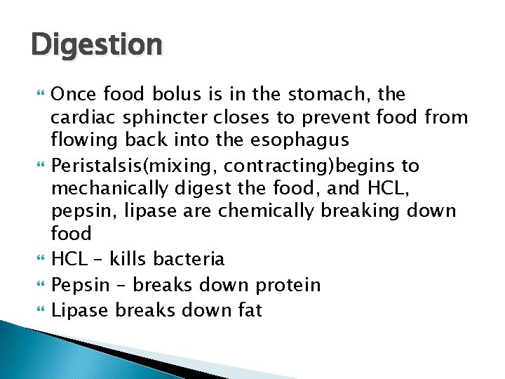 Digestion Once food bolus is in the stomach, the cardiac sphincter closes to prevent