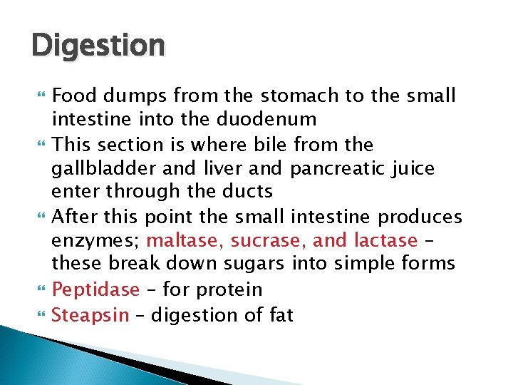 Digestion Food dumps from the stomach to the small intestine into the duodenum This