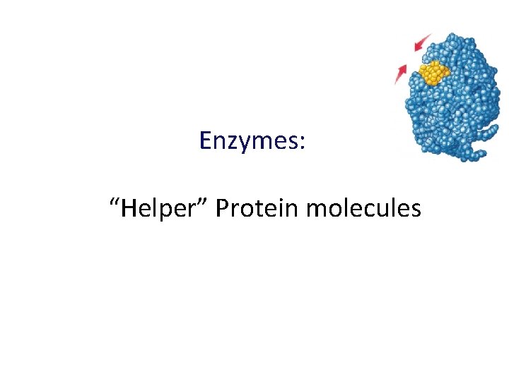 Enzymes: “Helper” Protein molecules 