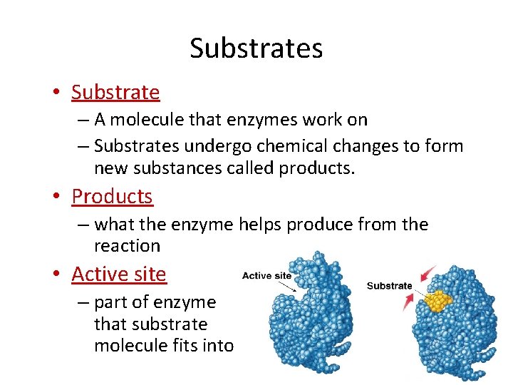 Substrates • Substrate – A molecule that enzymes work on – Substrates undergo chemical