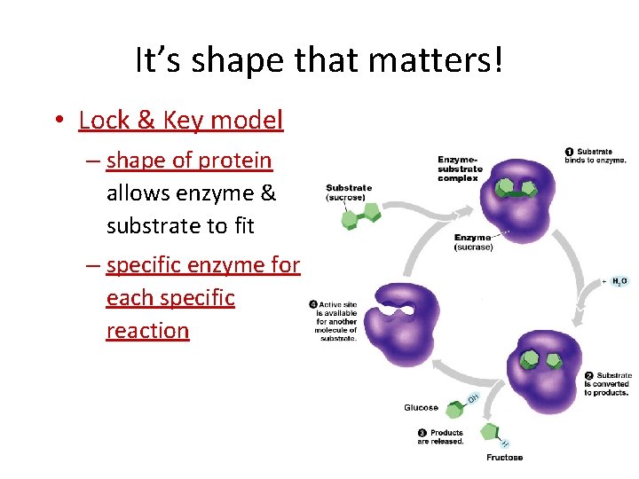 It’s shape that matters! • Lock & Key model – shape of protein allows