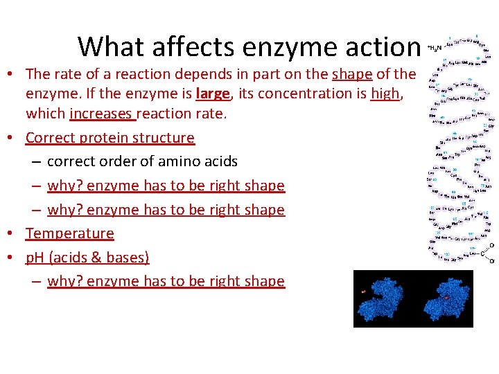 What affects enzyme action • The rate of a reaction depends in part on