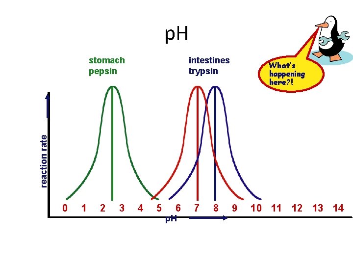 p. H intestines trypsin What’s happening here? ! reaction rate stomach pepsin 0 1