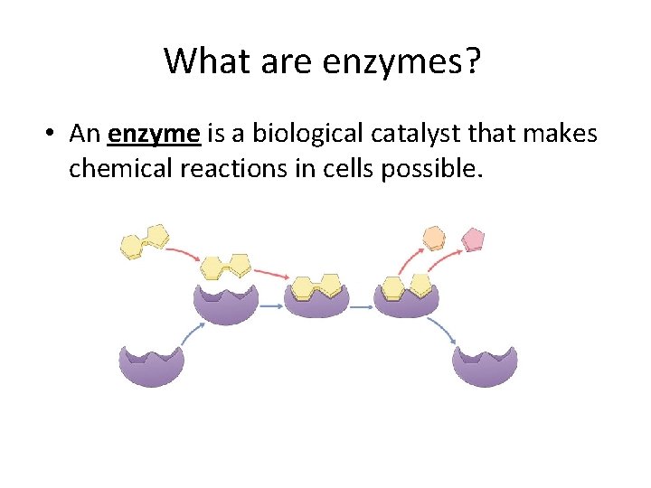 What are enzymes? • An enzyme is a biological catalyst that makes chemical reactions