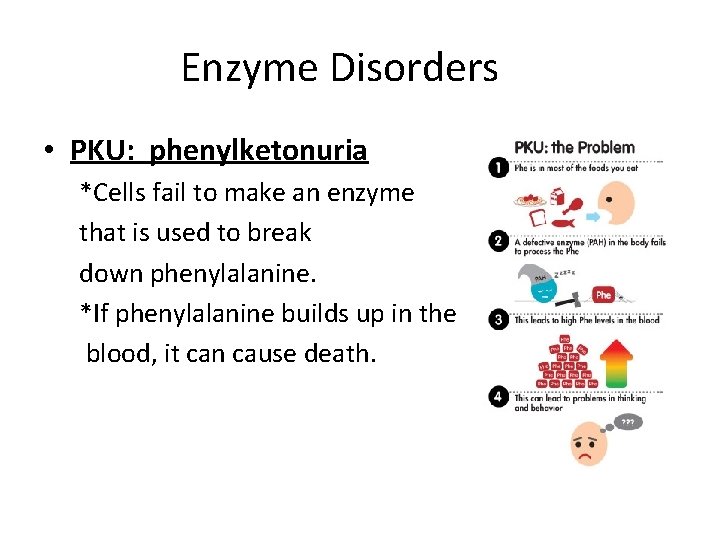 Enzyme Disorders • PKU: phenylketonuria *Cells fail to make an enzyme that is used
