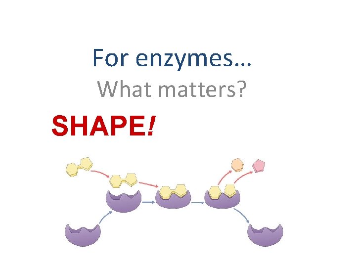 For enzymes… What matters? SHAPE! 