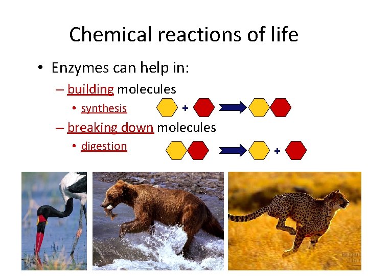 Chemical reactions of life • Enzymes can help in: – building molecules • synthesis