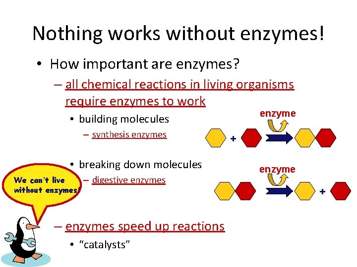 Nothing works without enzymes! • How important are enzymes? – all chemical reactions in