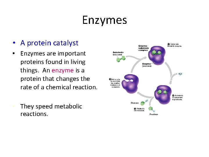 Enzymes • A protein catalyst • Enzymes are important proteins found in living things.