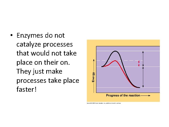  • Enzymes do not catalyze processes that would not take place on their