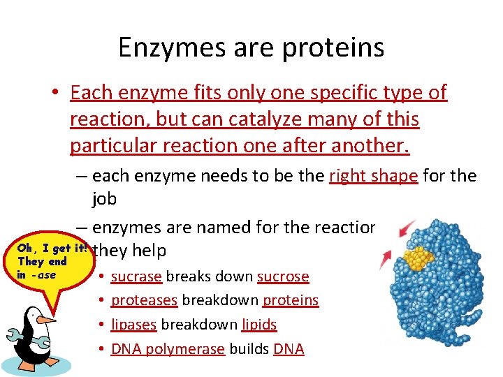 Enzymes are proteins • Each enzyme fits only one specific type of reaction, but