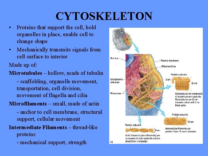 CYTOSKELETON • Proteins that support the cell, hold organelles in place, enable cell to