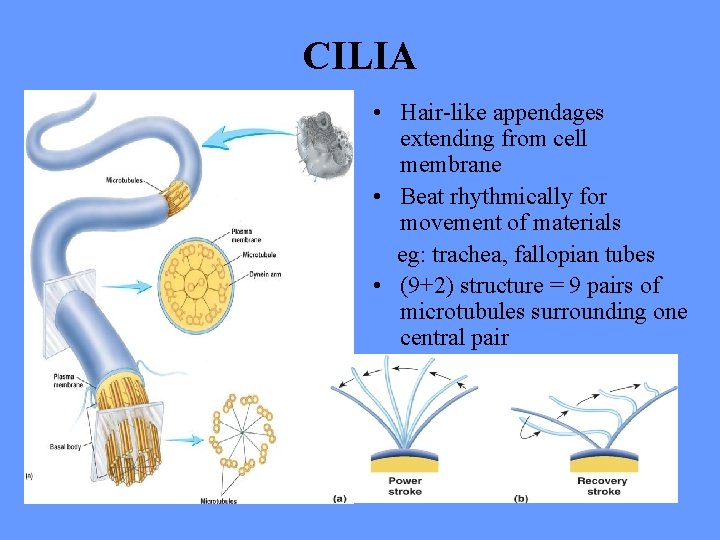 CILIA • Hair-like appendages extending from cell membrane • Beat rhythmically for movement of