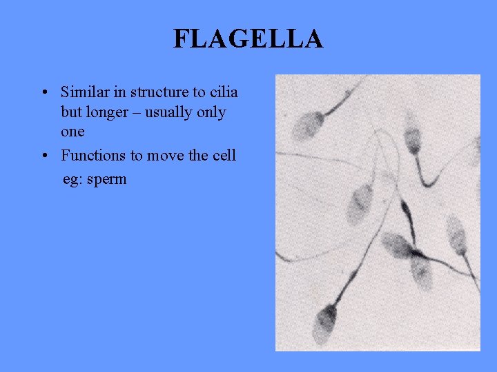 FLAGELLA • Similar in structure to cilia but longer – usually one • Functions