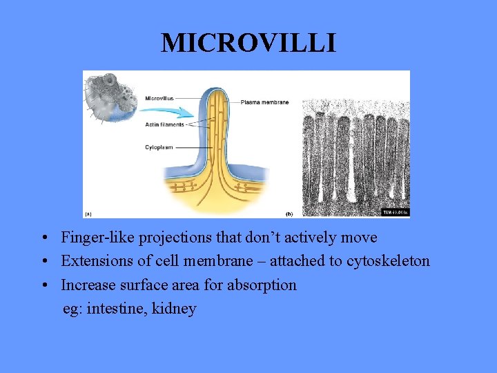 MICROVILLI • Finger-like projections that don’t actively move • Extensions of cell membrane –