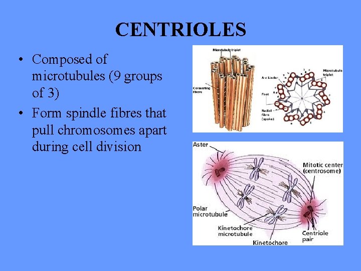 CENTRIOLES • Composed of microtubules (9 groups of 3) • Form spindle fibres that