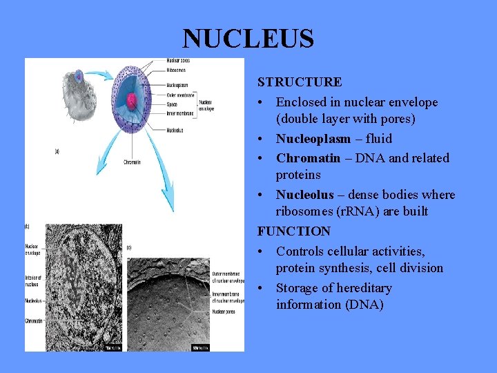 NUCLEUS STRUCTURE • Enclosed in nuclear envelope (double layer with pores) • Nucleoplasm –