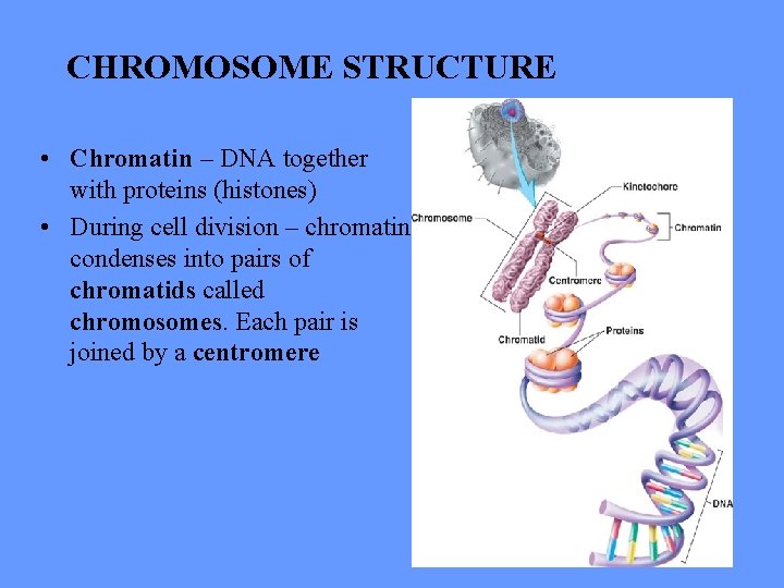 CHROMOSOME STRUCTURE • Chromatin – DNA together with proteins (histones) • During cell division