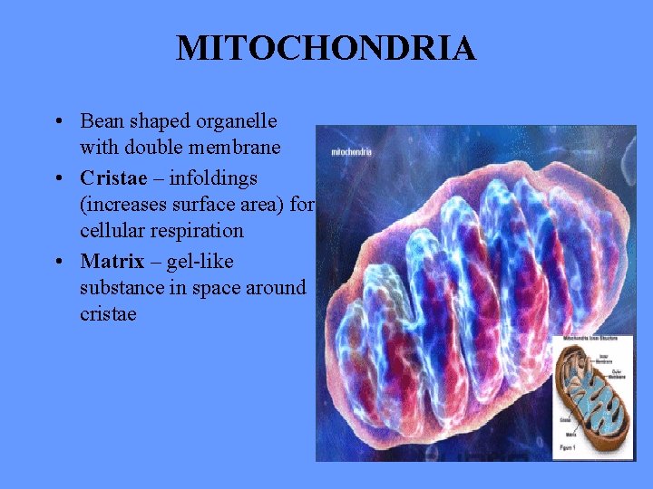 MITOCHONDRIA • Bean shaped organelle with double membrane • Cristae – infoldings (increases surface