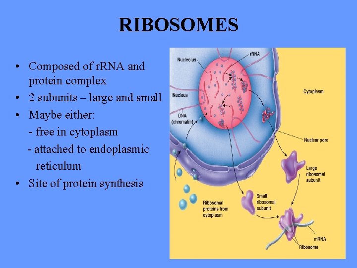 RIBOSOMES • Composed of r. RNA and protein complex • 2 subunits – large