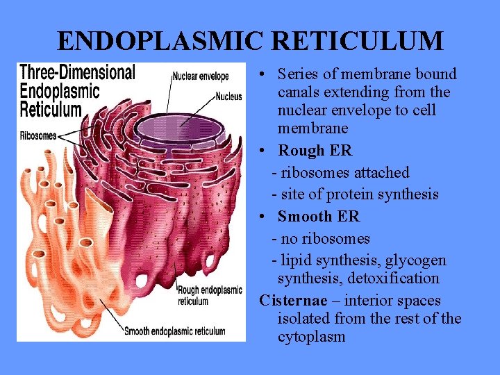 ENDOPLASMIC RETICULUM • Series of membrane bound canals extending from the nuclear envelope to