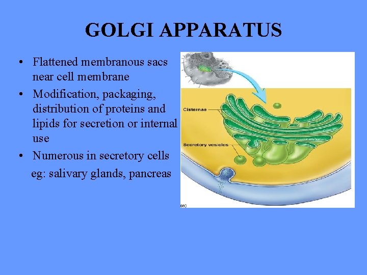 GOLGI APPARATUS • Flattened membranous sacs near cell membrane • Modification, packaging, distribution of