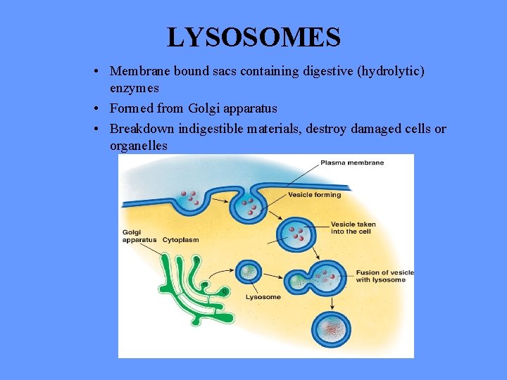 LYSOSOMES • Membrane bound sacs containing digestive (hydrolytic) enzymes • Formed from Golgi apparatus