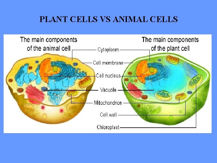 PLANT CELLS VS ANIMAL CELLS 