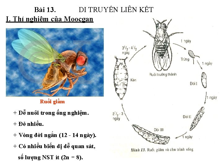 Bài 13. DI TRUYẾN LIÊN KẾT I. Thí nghiệm của Moocgan Ruồi giấm +