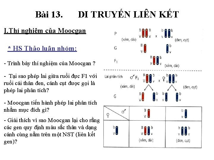 Bài 13. DI TRUYẾN LIÊN KẾT I. Thí nghiệm của Moocgan * HS Thảo