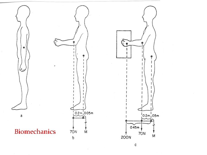 Biomechanics 