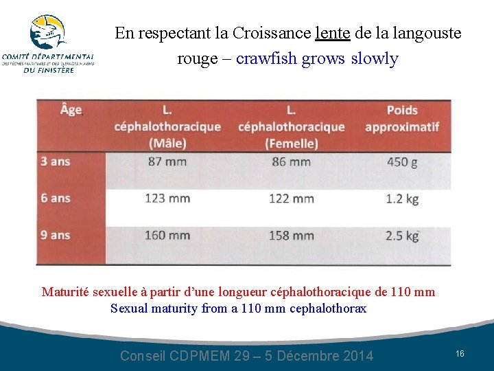 En respectant la Croissance lente de la langouste rouge – crawfish grows slowly Maturité